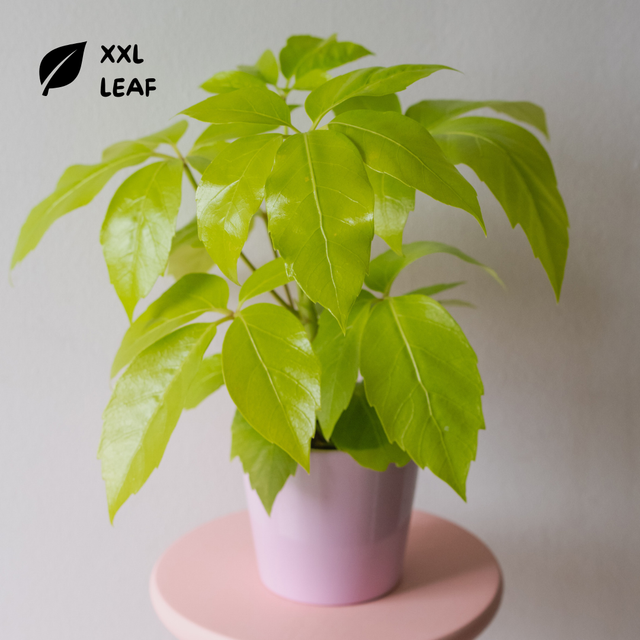 Schefflera Actinophylla Golden Amate 🌿