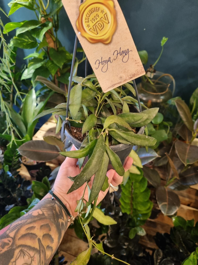 Hoya 