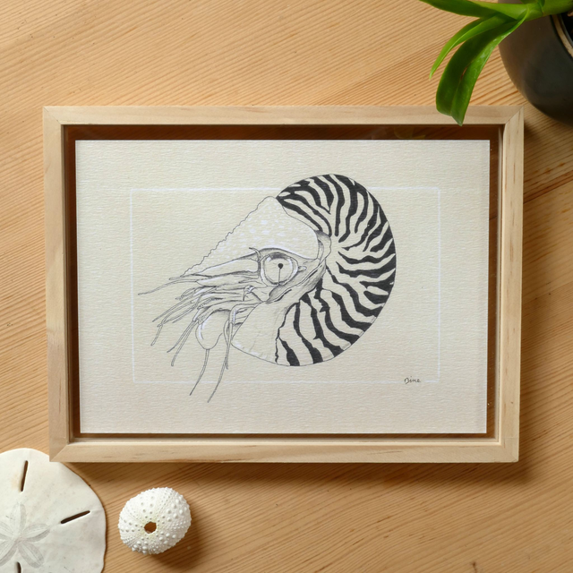 PRINT A5 – Nautile