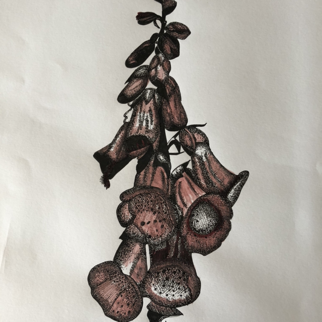 Fleur - grande digitale rose - 30 x 40 - encadrement