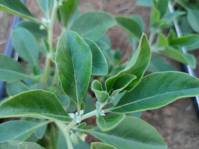 Alcoolature Ashwagandha