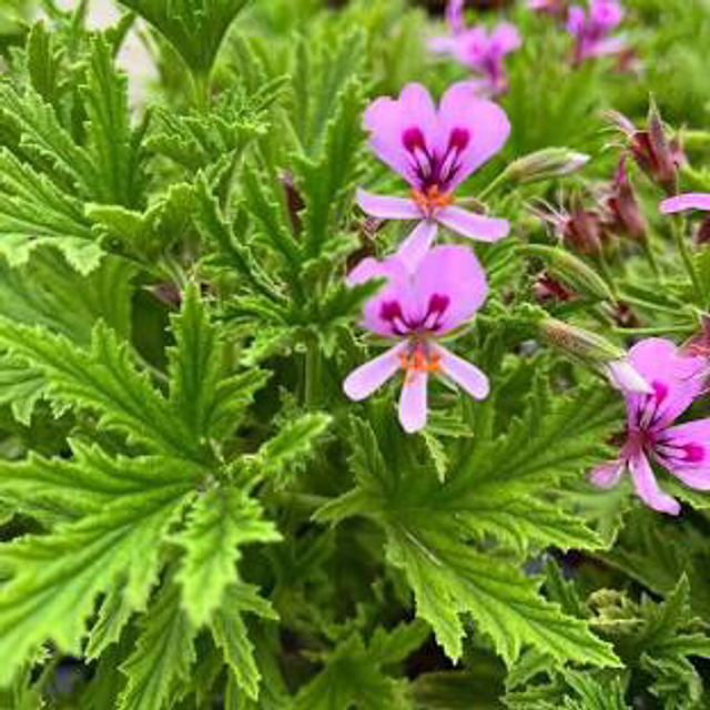 Géranium Citronnelle Bio - Pelargonium citronellum