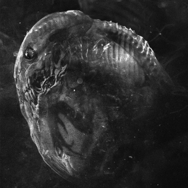 Madre  ‎– Embryo