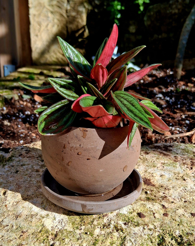 C35 . Peperomia caperata 'Rosso' in "LUNA BASALT"