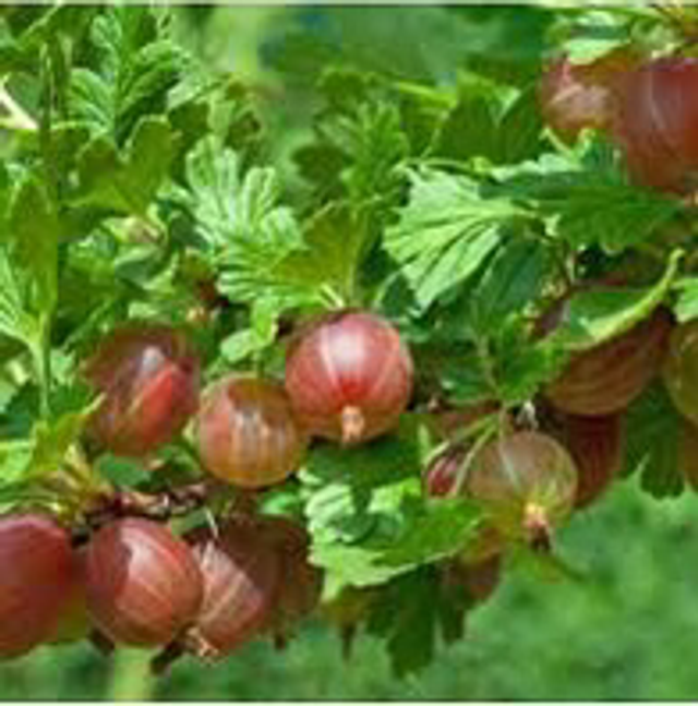 Groseillier à maquereau Bio