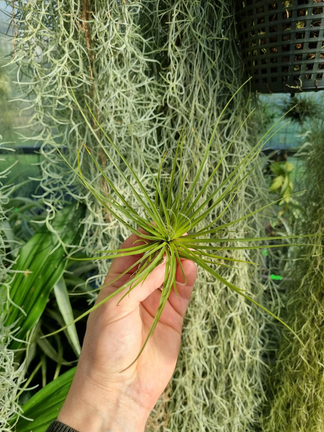 Tillandsia floribunda