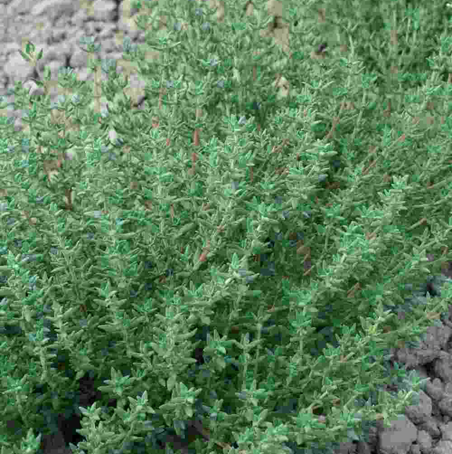 Thyme
