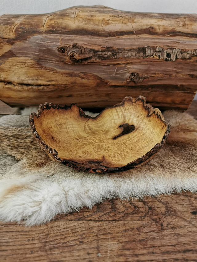 Coupe en loupe de Robinier faux Acacia