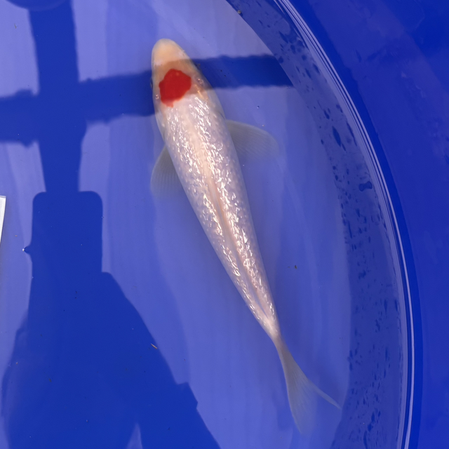 Shintaro Koi Farm - Tosai - circa 18-20cm 
