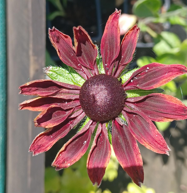 Rudbeckia mixed