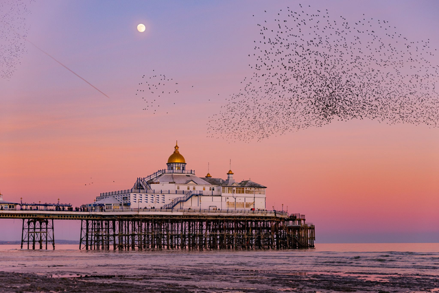 Eastbourne Pier Murmurations - East Sussex | Prints &amp; Mounts | Landscape Photography