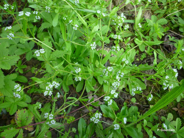 Mâche doucette (Valerianella locusta)