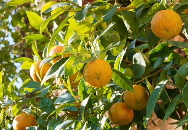 HE Petit grain de bigarade 