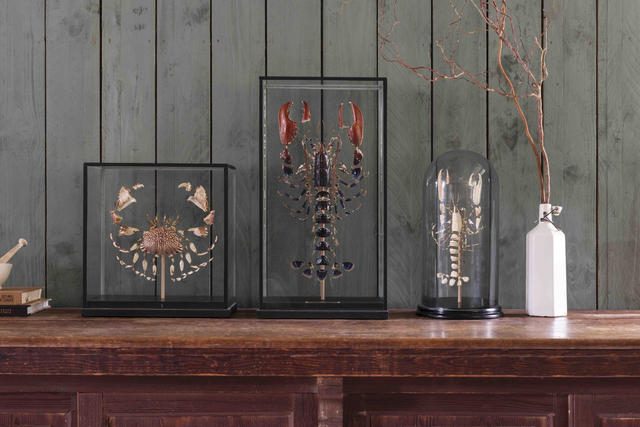 Homard naturalisé / Taxidermied lobster 