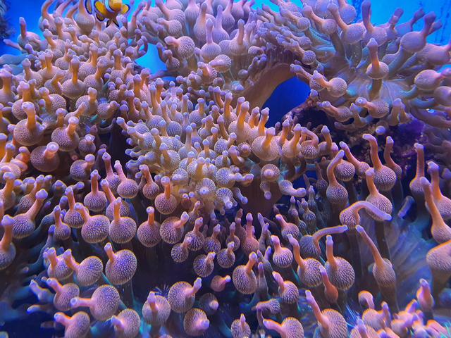 Röd Bta E. quadricolor