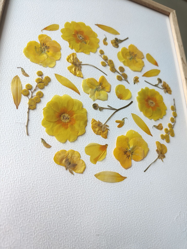 Herbier de fleurs pressées