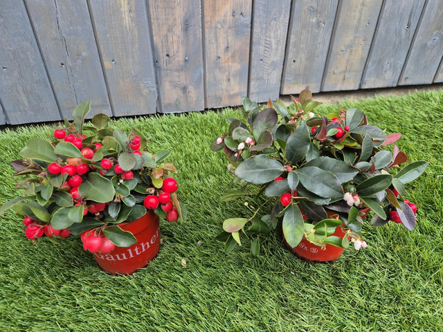 Gaultheria Red Berries pot 10,5cm