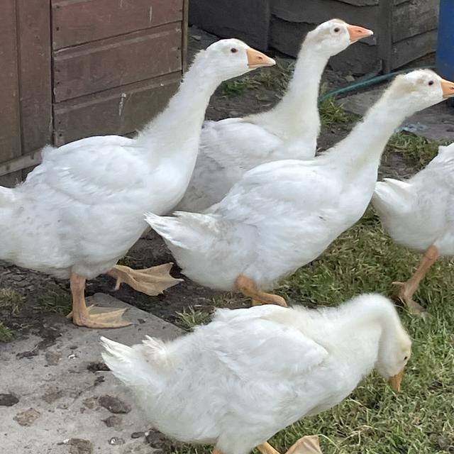 Embden Commercial type geese fully feathered unsexed