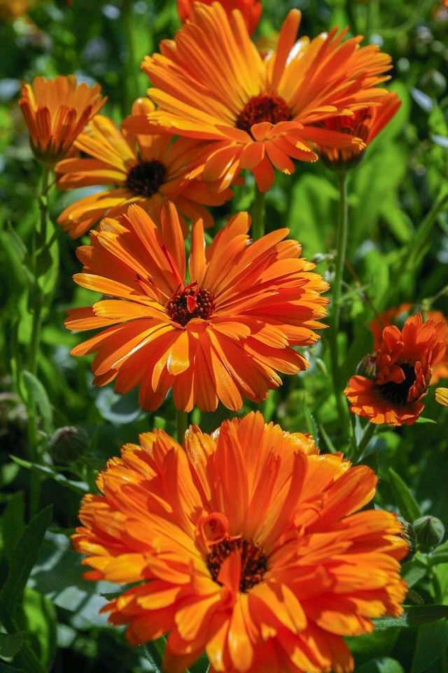 Calendula