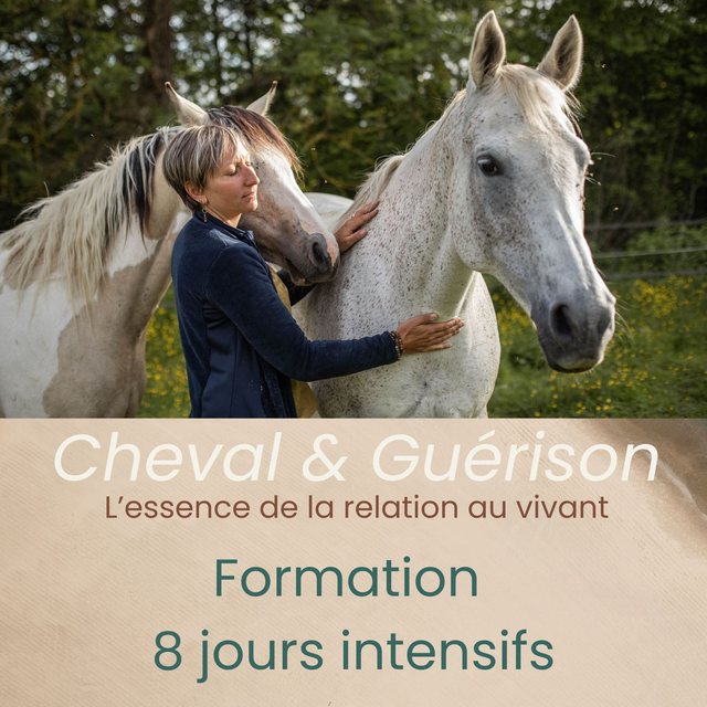 Formation Cheval & Guérison – Immersion intensive 8 jours