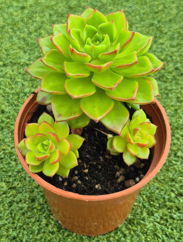 Sedeveria &#039;Letizia&#039;