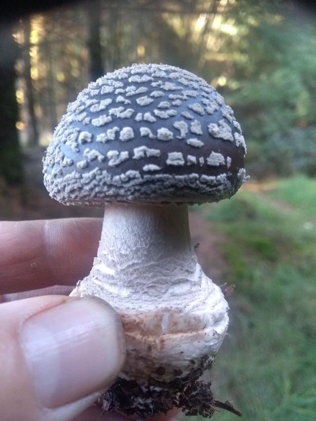 Child forager voucher