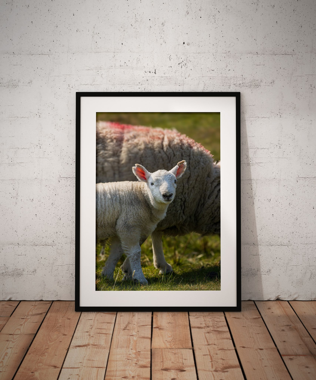 Ewe and Me, Elterwater Common