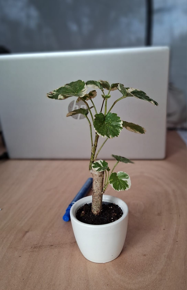 C40 . Polyscias balfouriana 'Butterfly' in mini cachpot