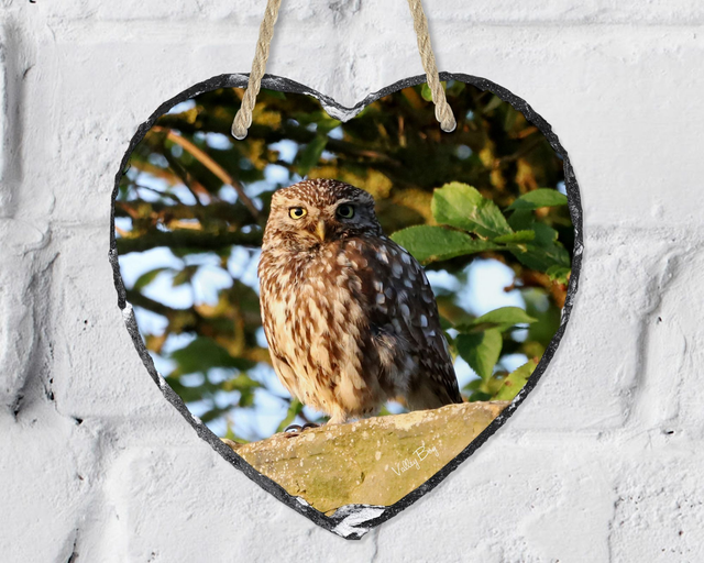 “Little Owl” Heart Slate   