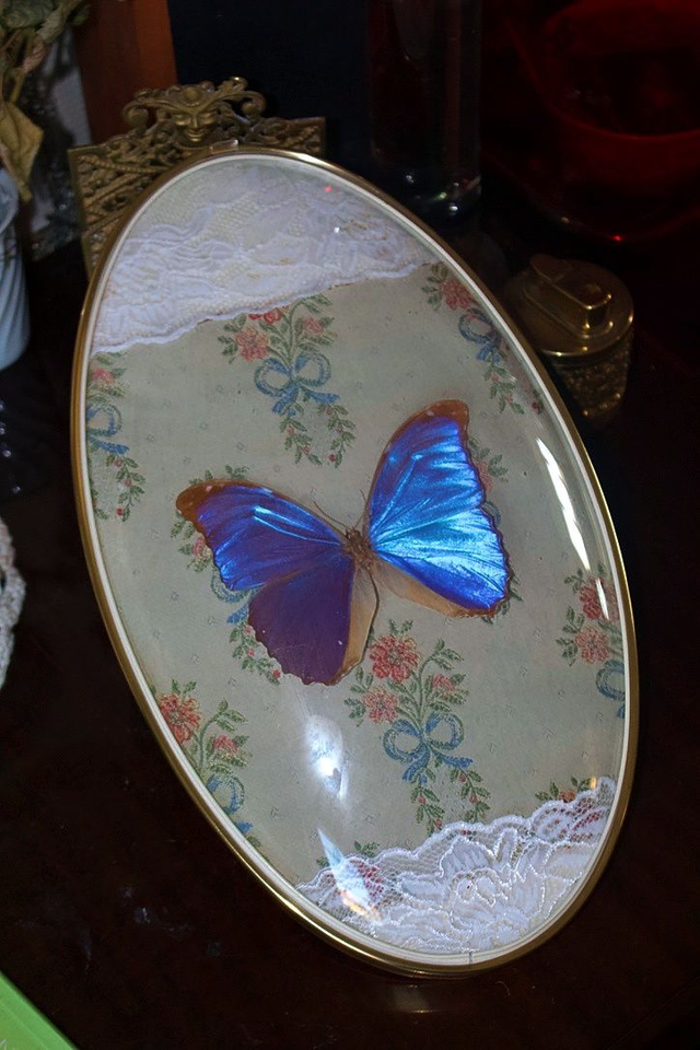 Papillon naturalisé, Morpho