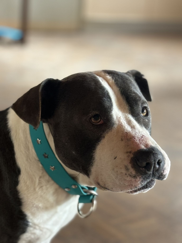 Zugstopp Halsband Petrol 38mm