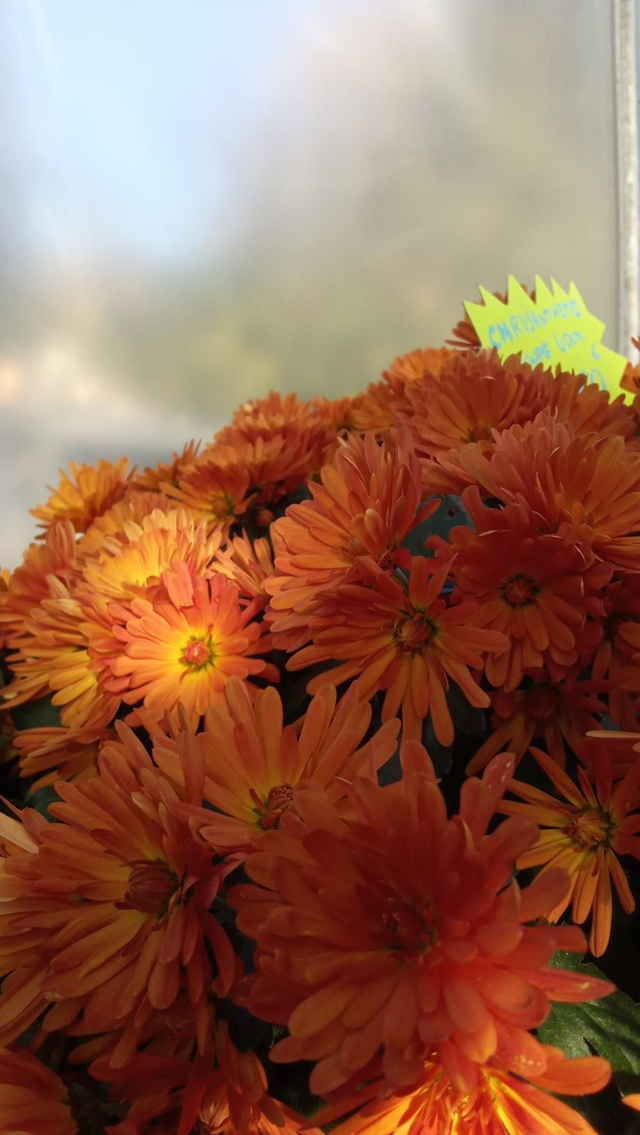 Chrysanthème coupe 40