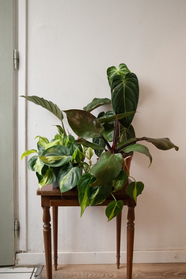 Philo Lover - Xmas Kit 🎀