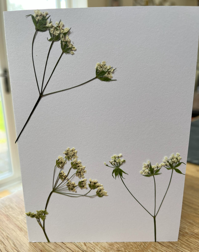 Cow Parsley Greeting Card