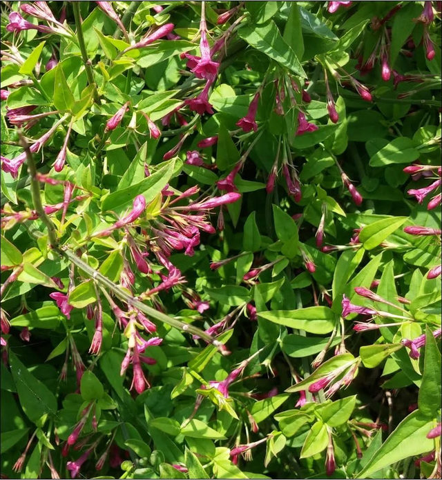 Jasminum beesianum - 1ltr pot