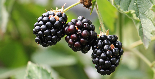 Bramble & Honeysucke
