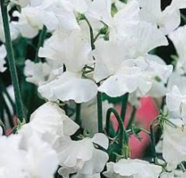 Sweet pea - 5 pack selection