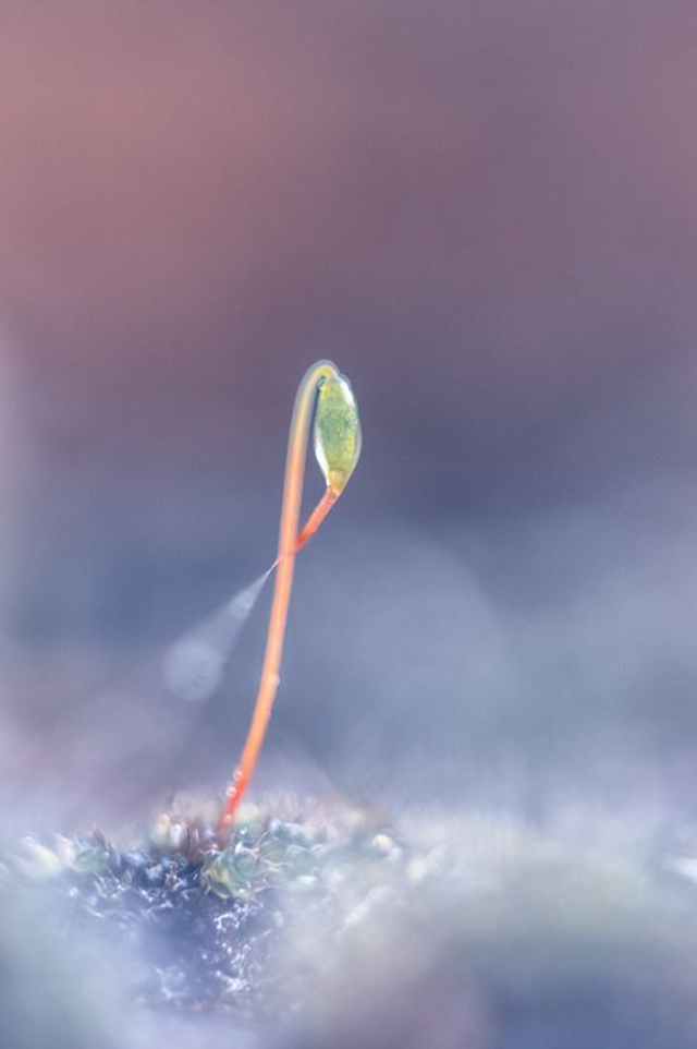 FEERIE-006 - La Loireag