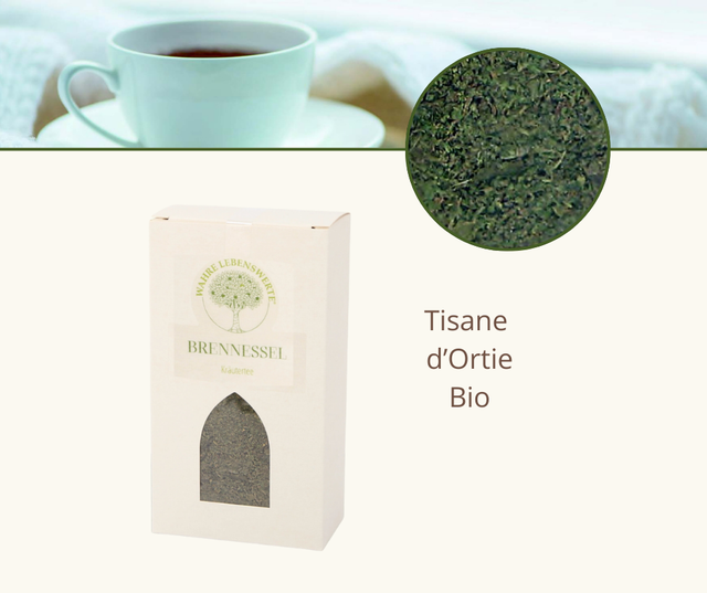 Tisane d&#039;ortie 