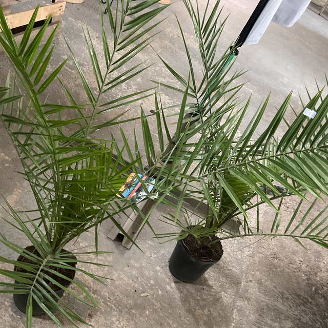 Phoenix Canariensis