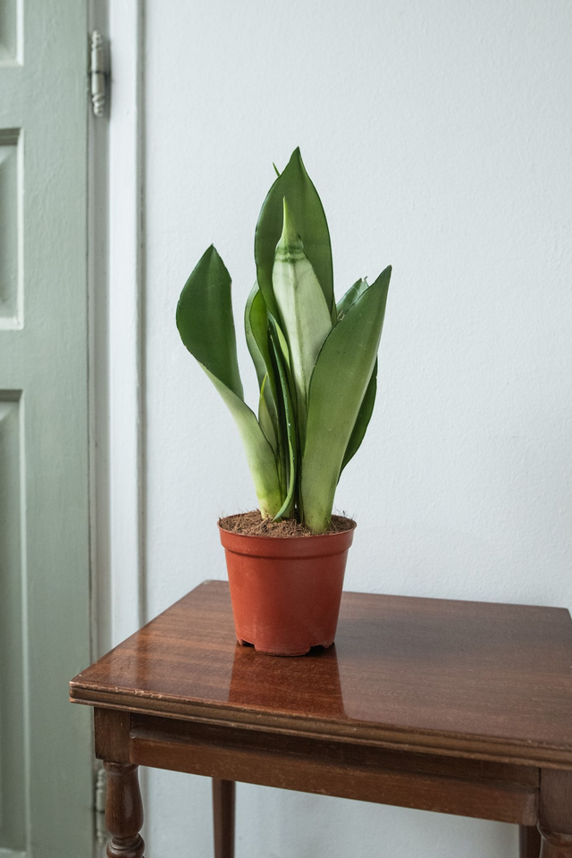 Sansevieria Trifasciata 'Moonshine' 🌿