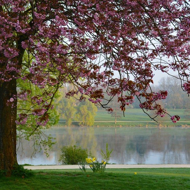 Blühender Baum am Aasee