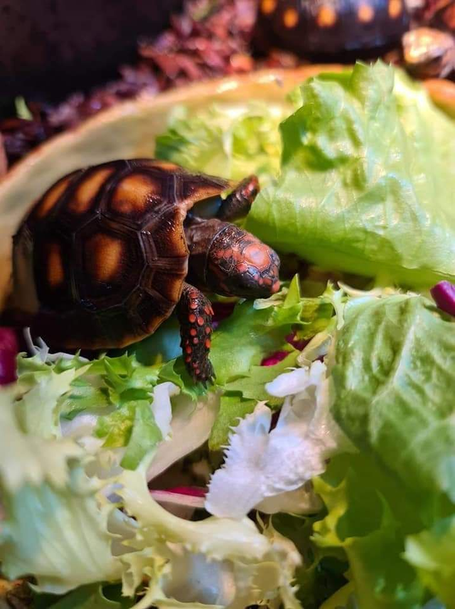 Tortoise
