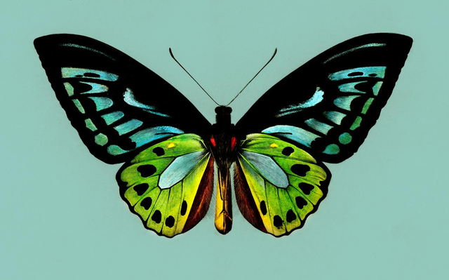 Green birdwing (Ornithoptera priamus) illustrated by Charles Dessalines D' Orbigny