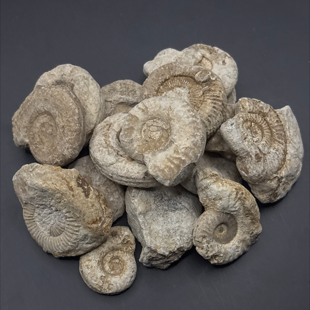 Illminster Ammonite 
