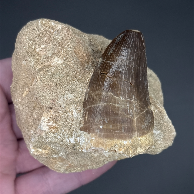 Mosasaur Tooth