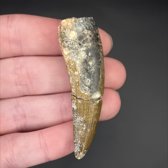 Suchomimus Tooth