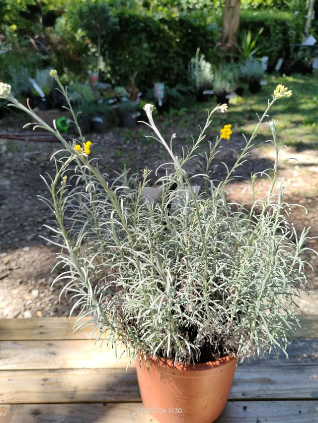 Helichrysum ital. 'Serotinum' - Herbes au Curry - C2l