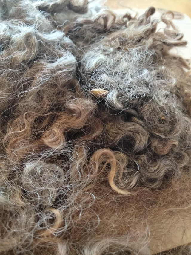 Toison0025 Leicester Longwool 55g