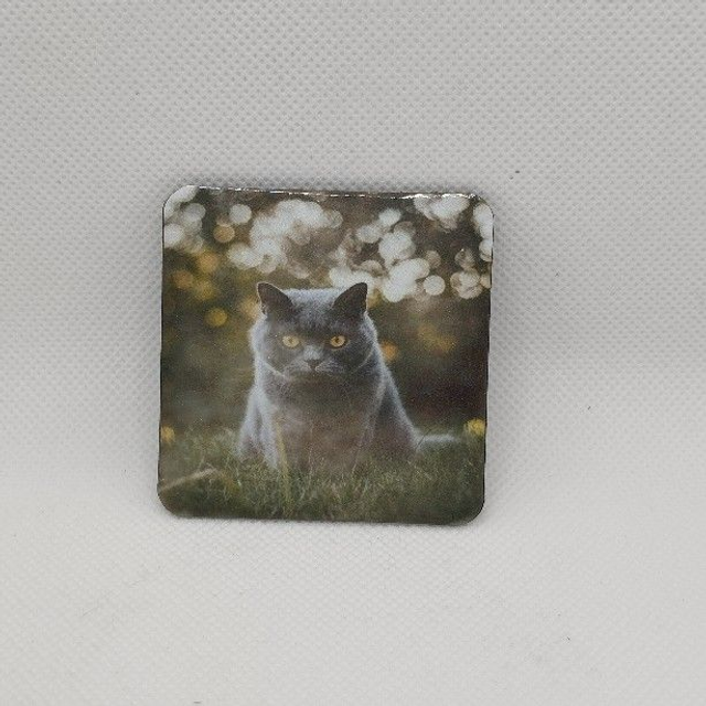 Chat - British shorthair noir